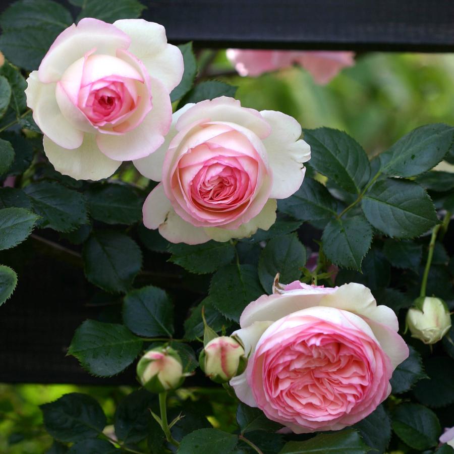 バラ苗 予約新苗 2026 ピエール ドゥ ロンサール Pierre de Ronsard