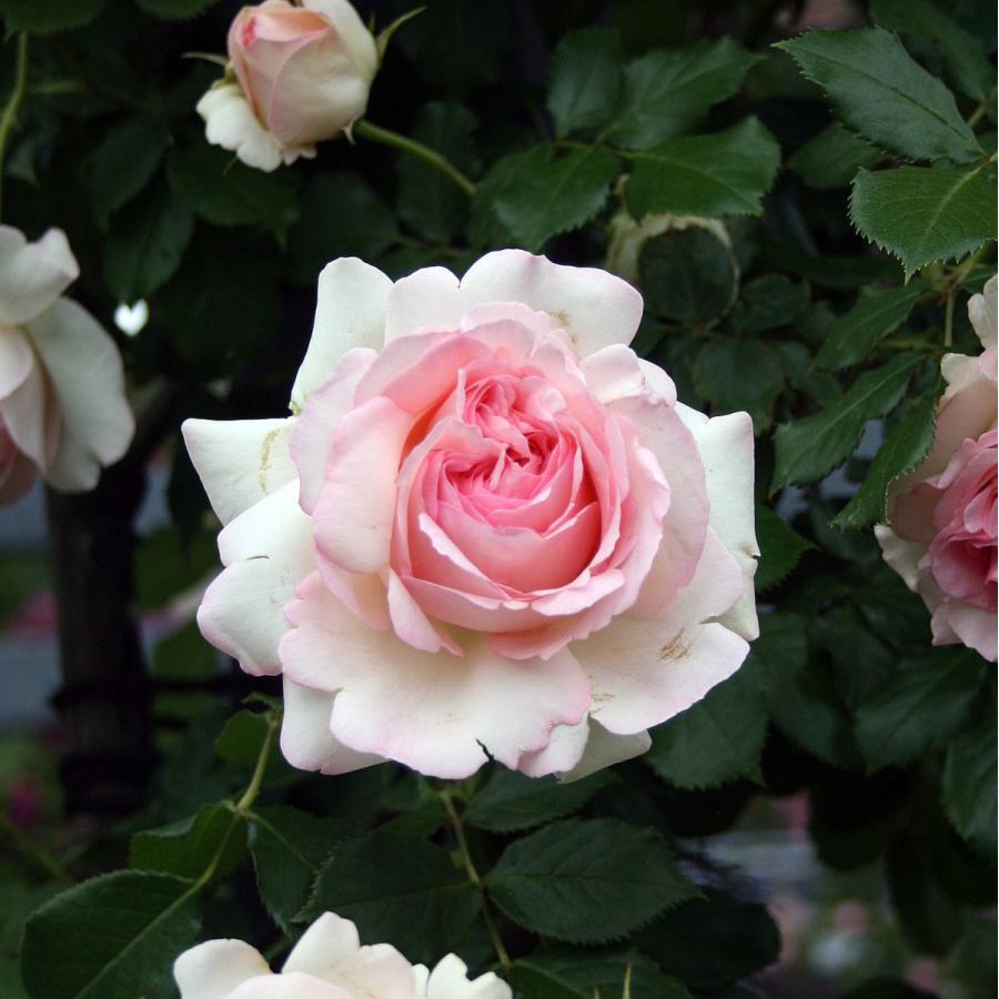 バラ苗 予約新苗 2026 ピエール ドゥ ロンサール Pierre de Ronsard