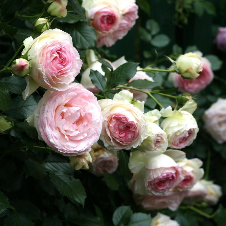 バラ苗 予約新苗 2026 ピエール ドゥ ロンサール Pierre de Ronsard