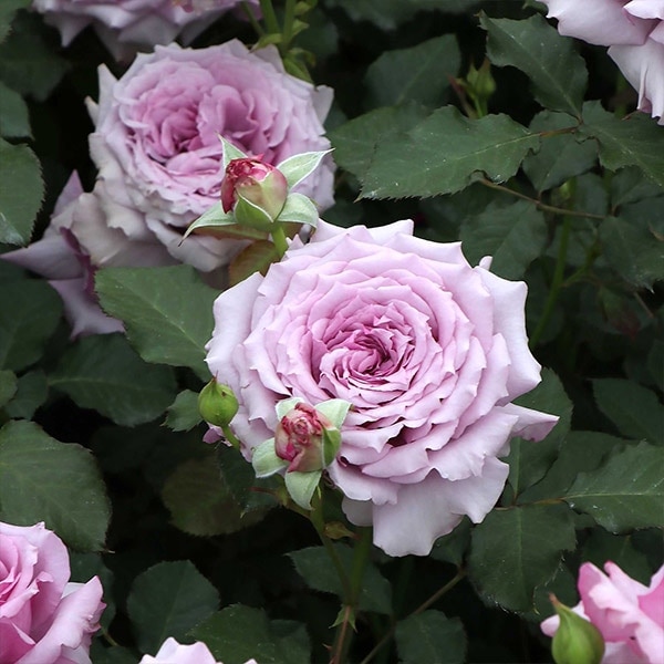 バラ苗 予約大苗 2026 ウィンディー ナイト Windy Night 国産ノイバラ