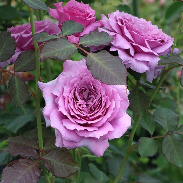 バラ苗 予約大苗 2026 ウィンディー ナイト Windy Night 国産ノイバラ