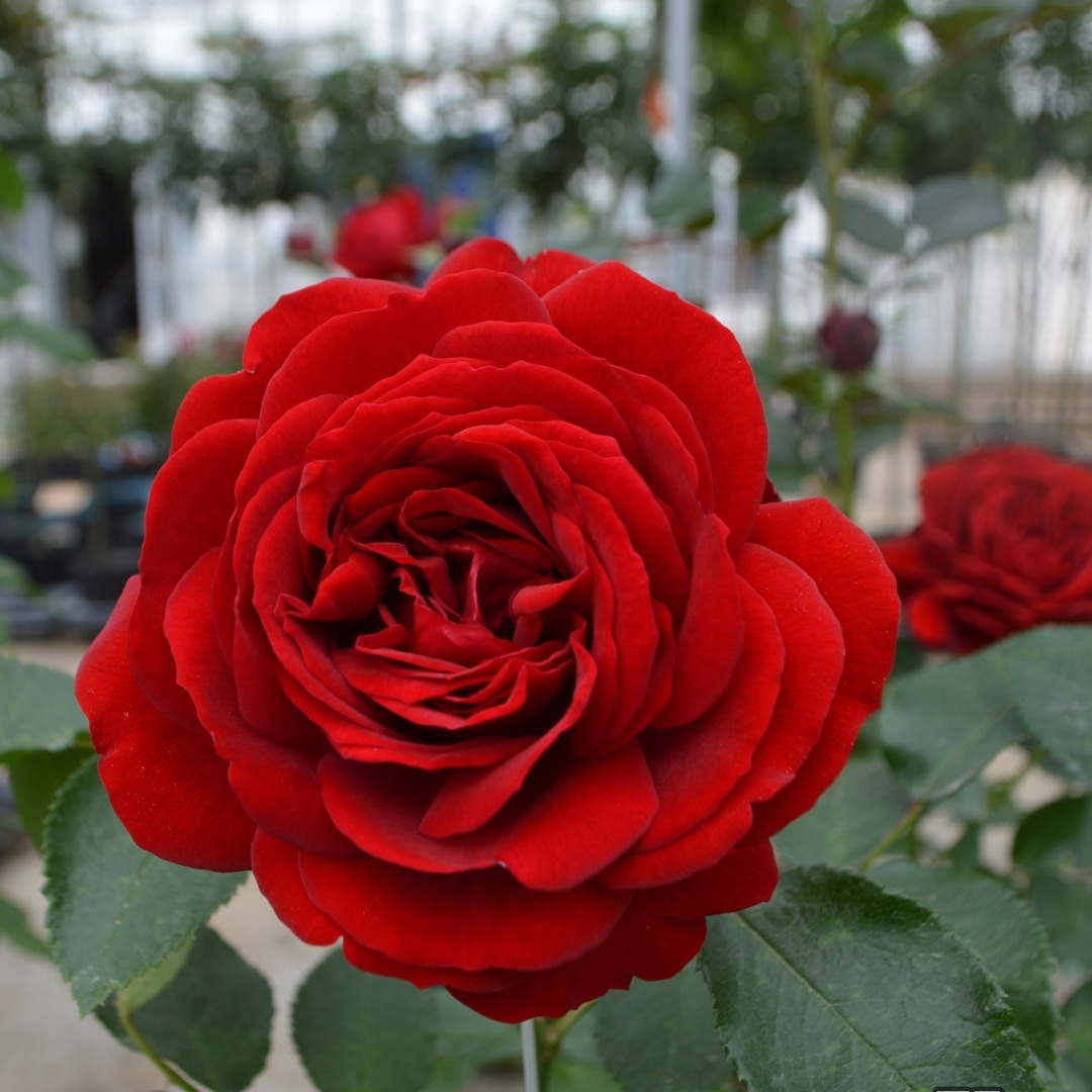 バラ　FS s-l400.jpg