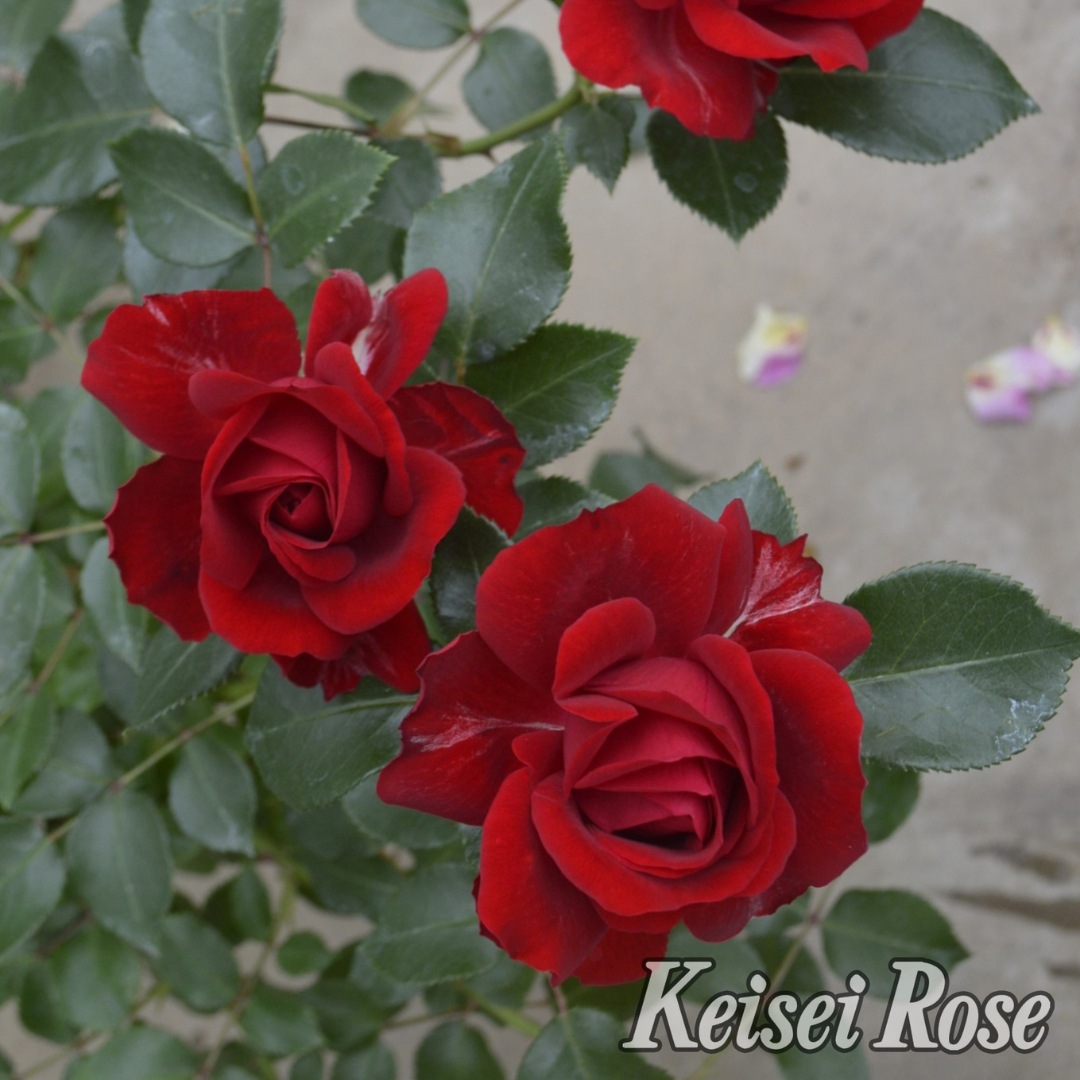 バラ　FS 楽天市場】◇送料無料◇ ◇開花後強剪定株 花芽なし◇ バラ 苗