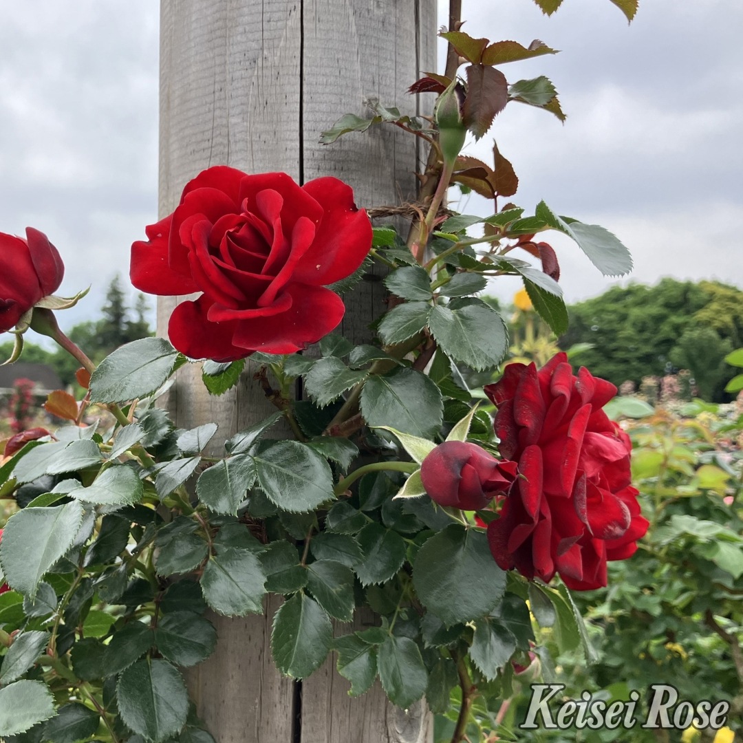 バラ苗 予約大苗 2026 ライデンシャフト® Lidenchaft® 国産ノイバラ台