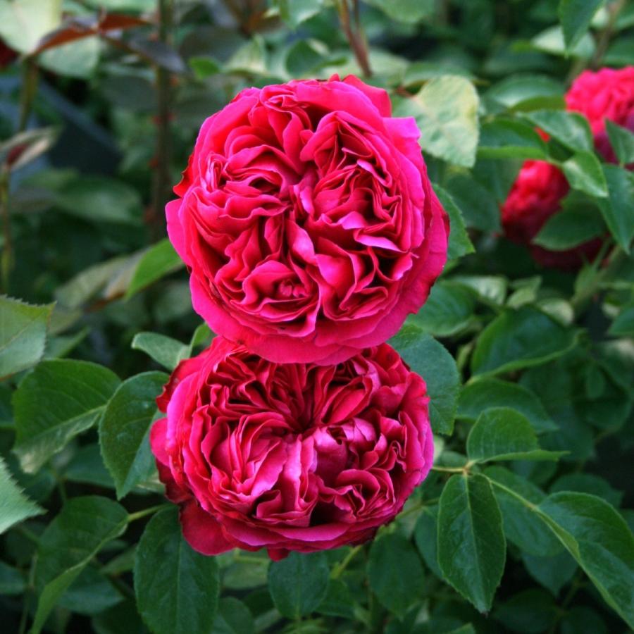 バラ苗 予約新苗 2026 ルージュ ピエール ドゥ ロンサール Rouge