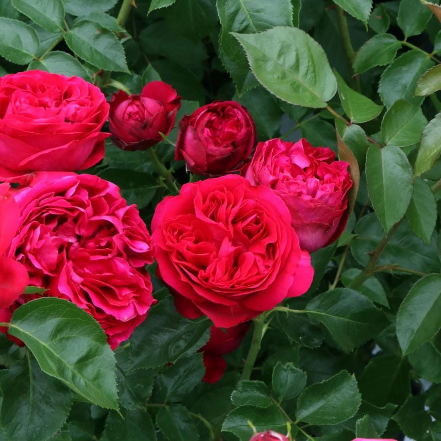 バラ苗 予約新苗 2026 ルージュ ピエール ドゥ ロンサール Rouge