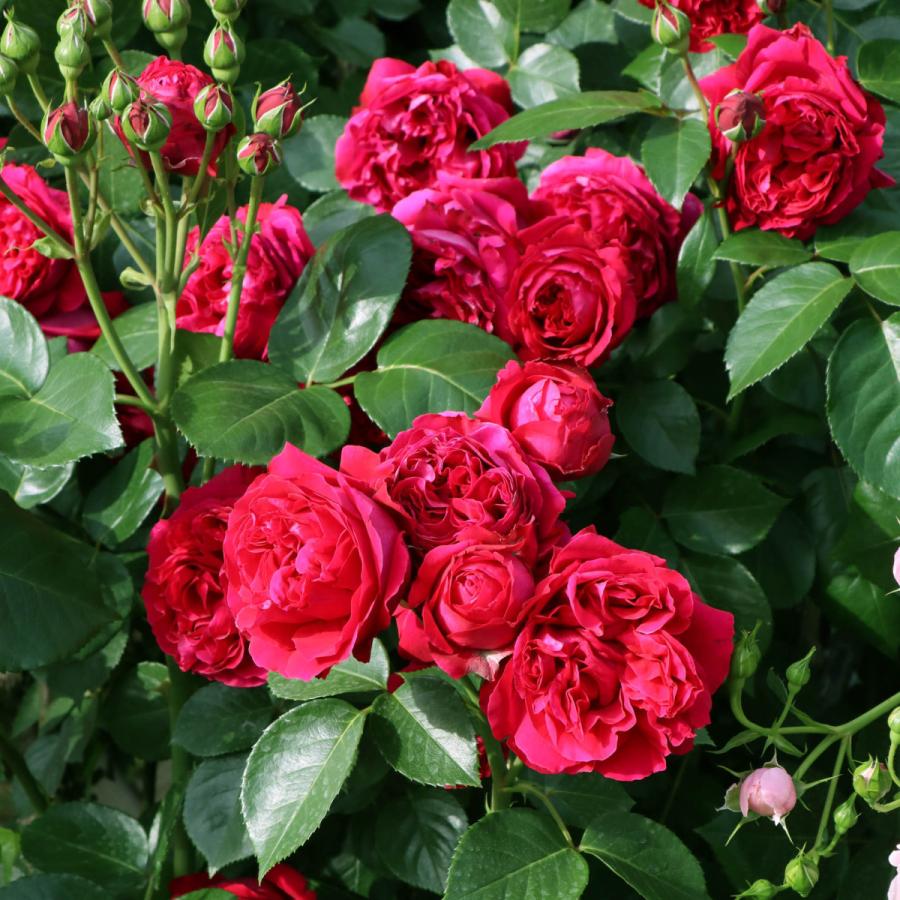 バラ苗 予約新苗 2026 ルージュ ピエール ドゥ ロンサール Rouge