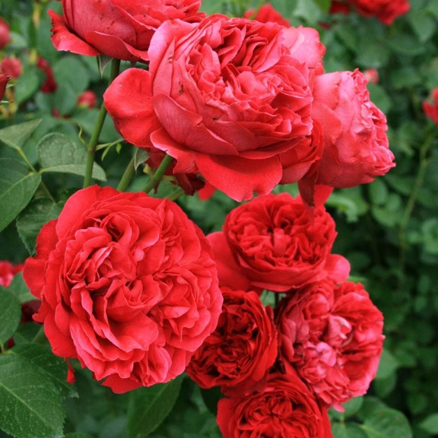 バラ苗 予約新苗 2026 ルージュ ピエール ドゥ ロンサール Rouge