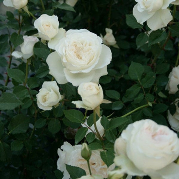 バラ苗 図鑑 ブノワ マジメル Benoit Magimel 国産ノイバラ台木使用