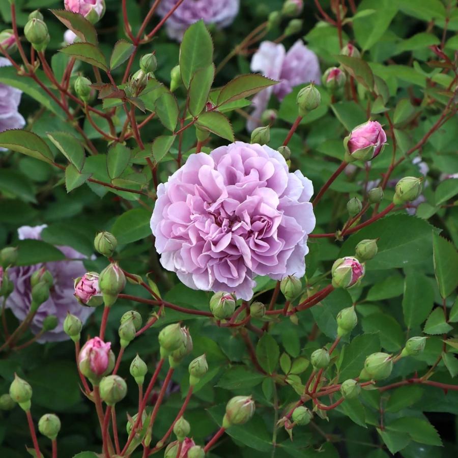 バラ苗 予約新苗 2026 レイニー ブルー Rainy Blue 国産ノイバラ台木