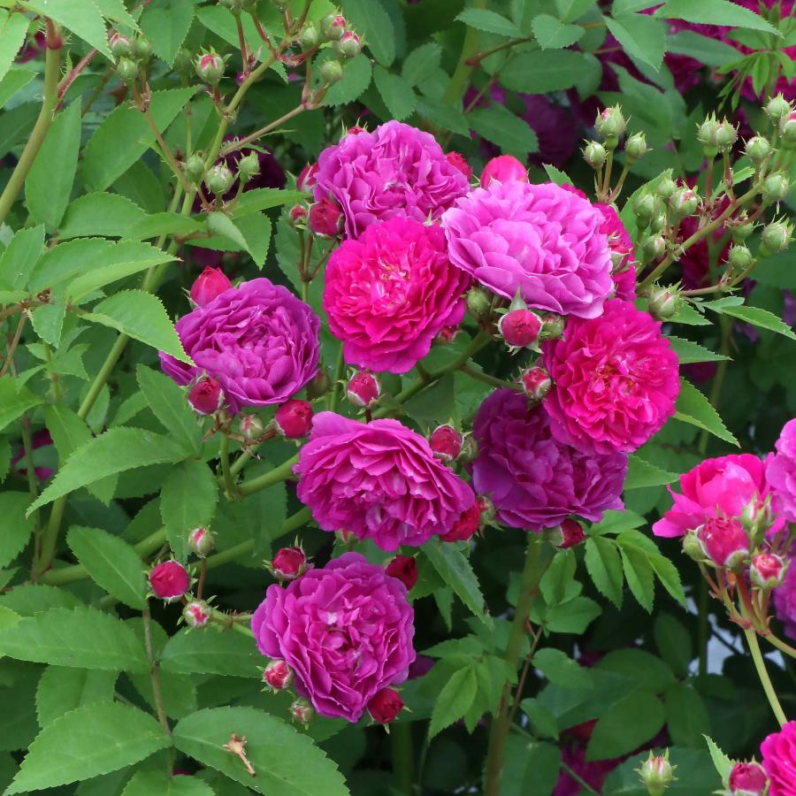 感謝祭 バラ苗 6号鉢 2025 マミーローズ 国産ノイバラ台木使用