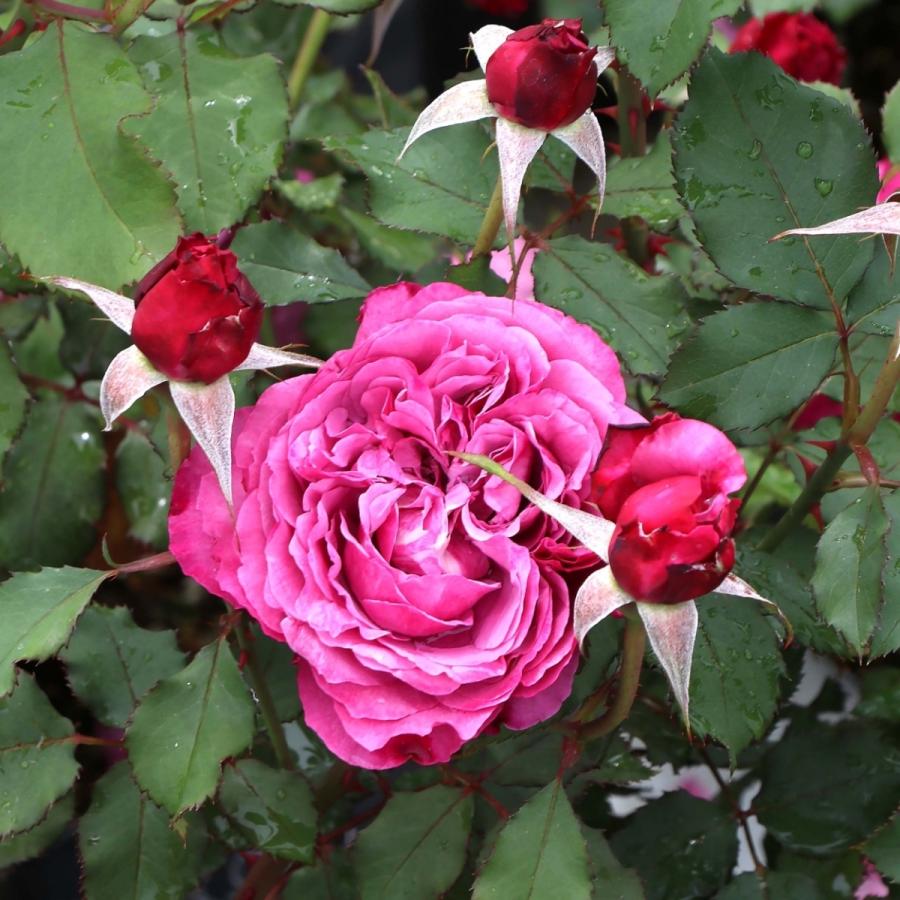 バラ苗 予約大苗 2026 クランベリー ソース Cranberry Sauce 国産