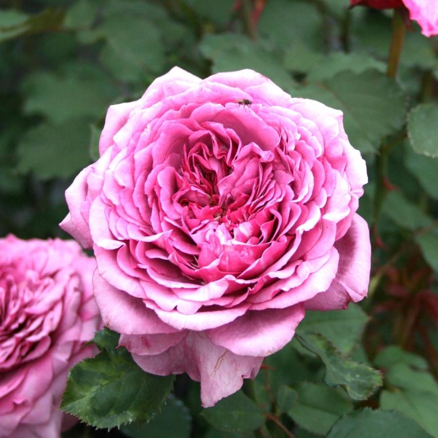 バラ苗 大苗 2026 クランベリー ソース Cranberry Sauce 国産ノイバラ