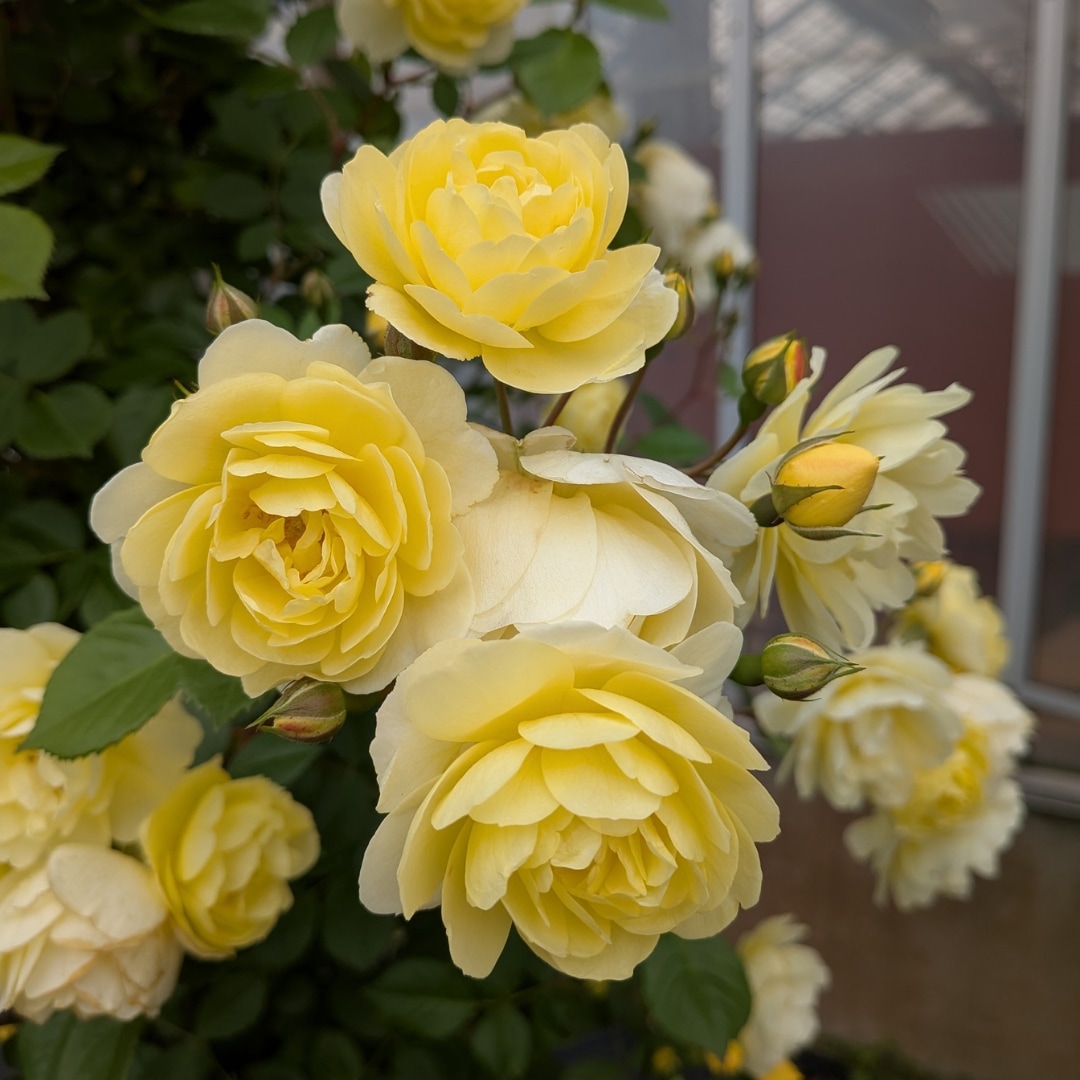 バラ苗 予約新苗 2026 レモン シルエッタ Lemon SILUETTA 国産