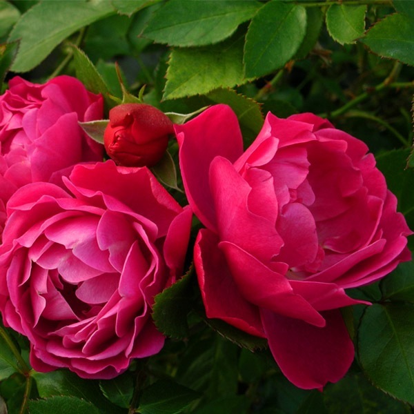 バラ苗 図鑑 ボルデュール マゼンタ Bordure Magenta 国産ノイバラ台木