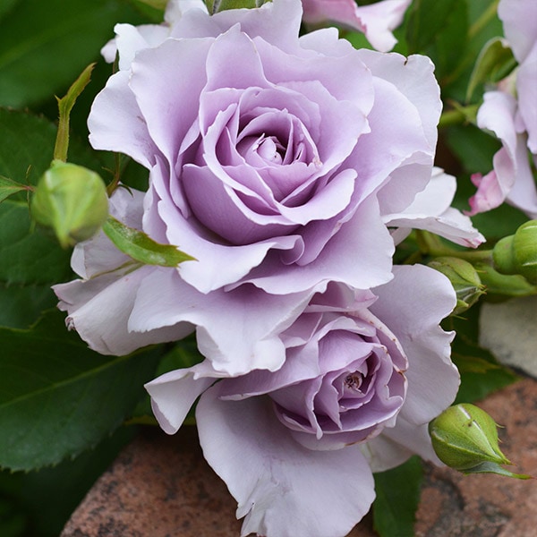 薔薇苗 バラ苗 鉢植え6寸 2025 爽 Sou 国産ノイバラ台木使用 | 鉢植え6