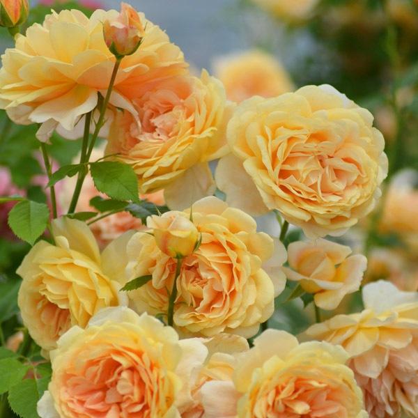 バラ苗 予約大苗 2026 ラ ベル ポー La Belle Peau 国産ノイバラ台木