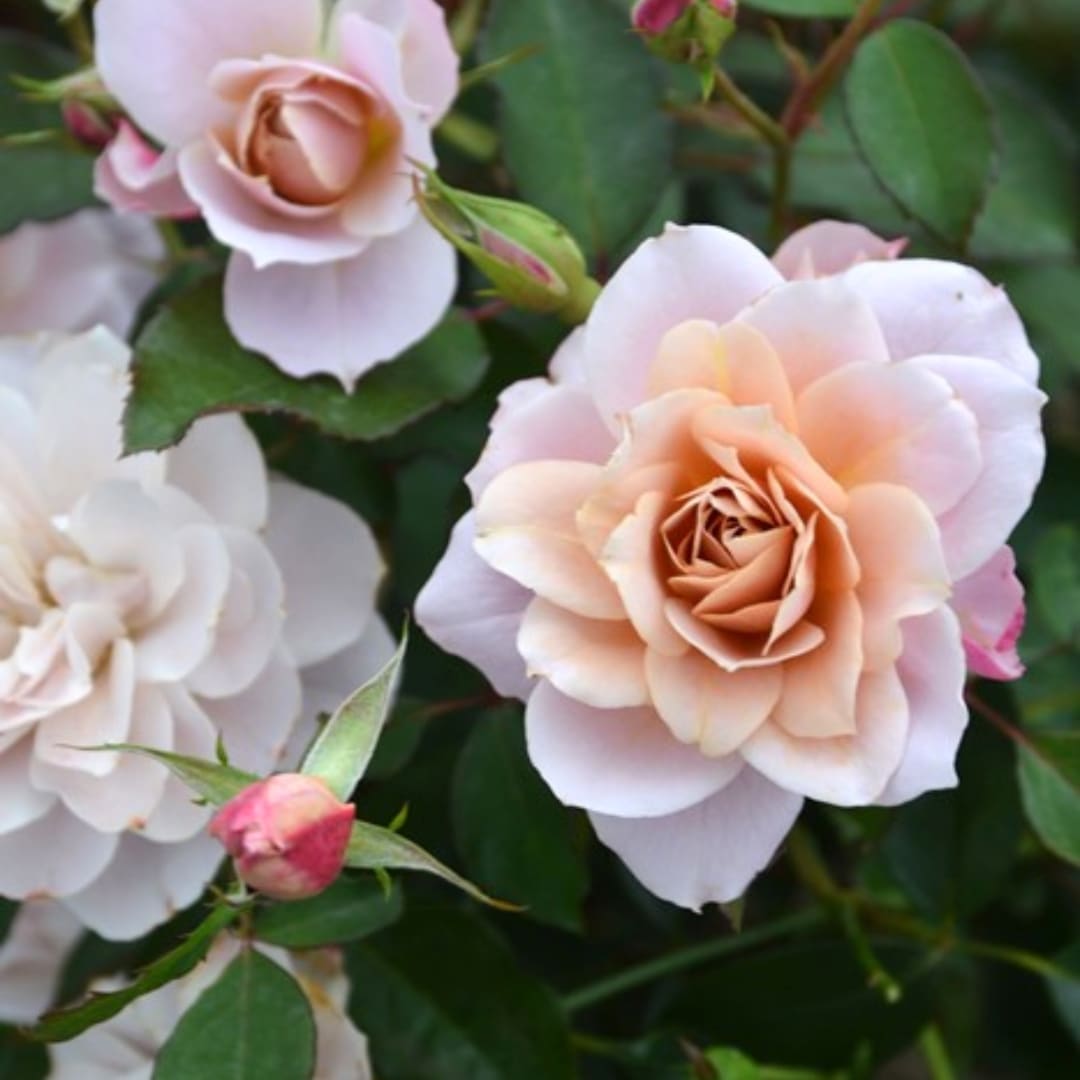 バラ苗 わ あ◯のう○ 1_000000004619.jpg?1754975104