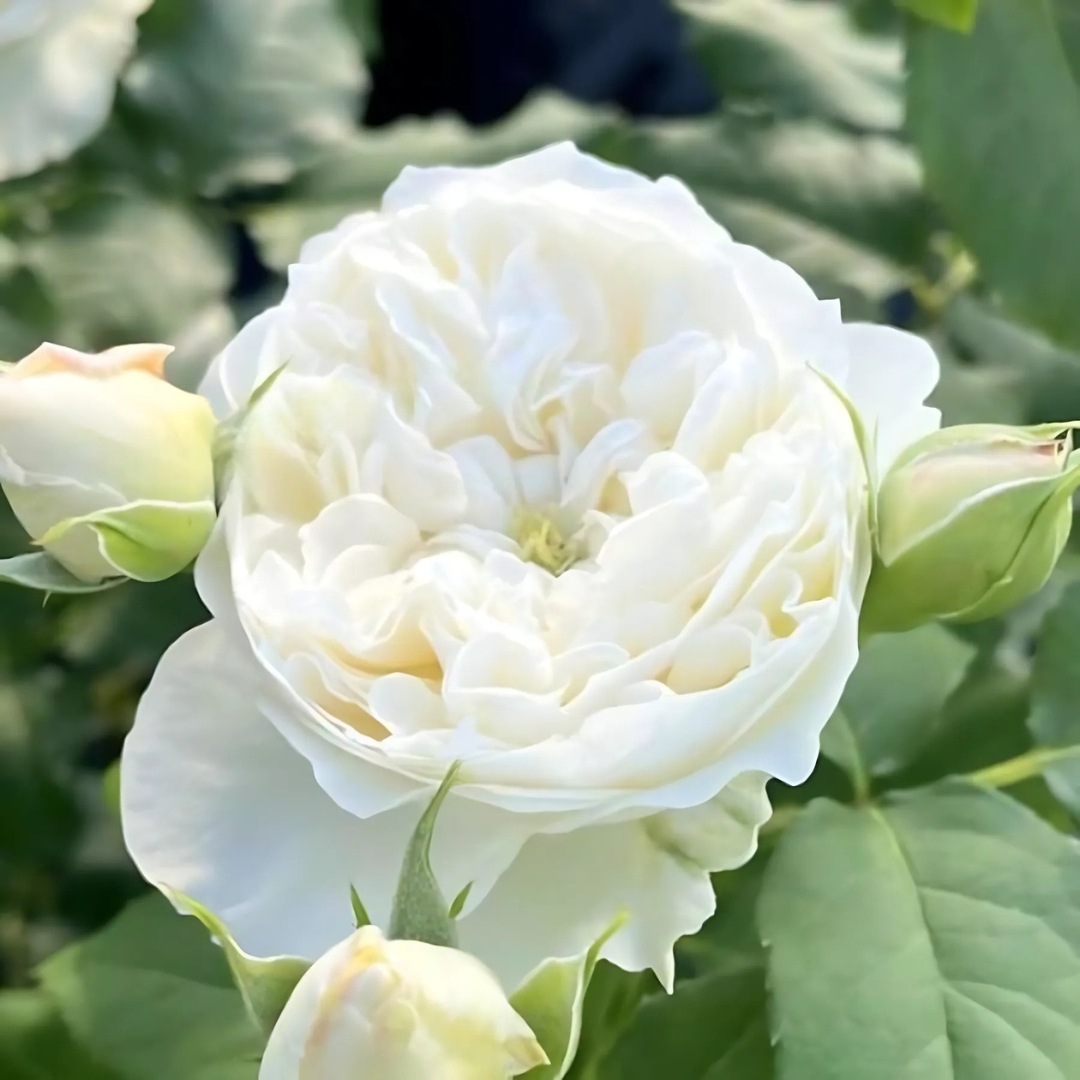 Para…..Beach バラ苗 バラ苗 予約大苗 2026 シーシェルアイズ Sea shell eyes 国産ノイバラ