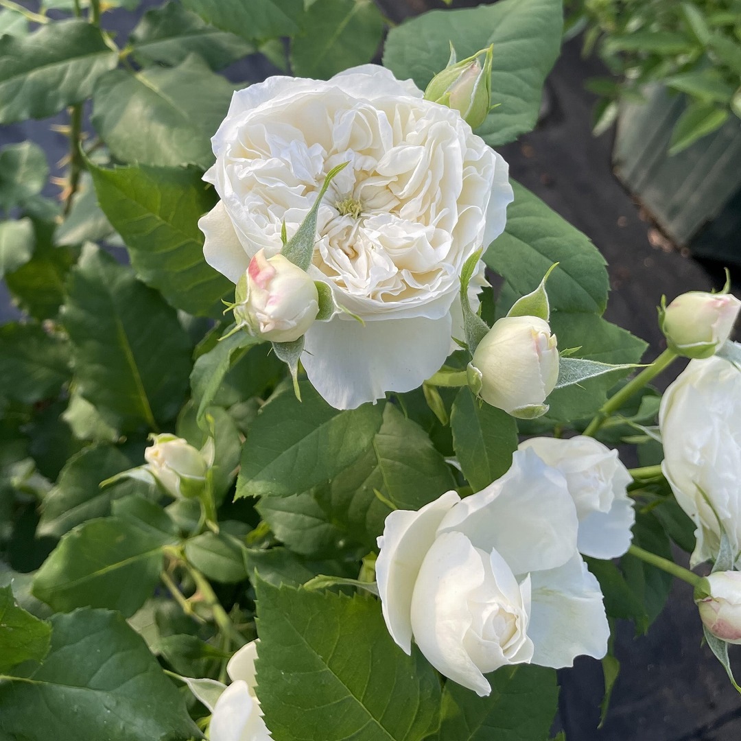 バラ苗 予約大苗 2026 シーシェルアイズ Sea shell eyes 国産ノイバラ