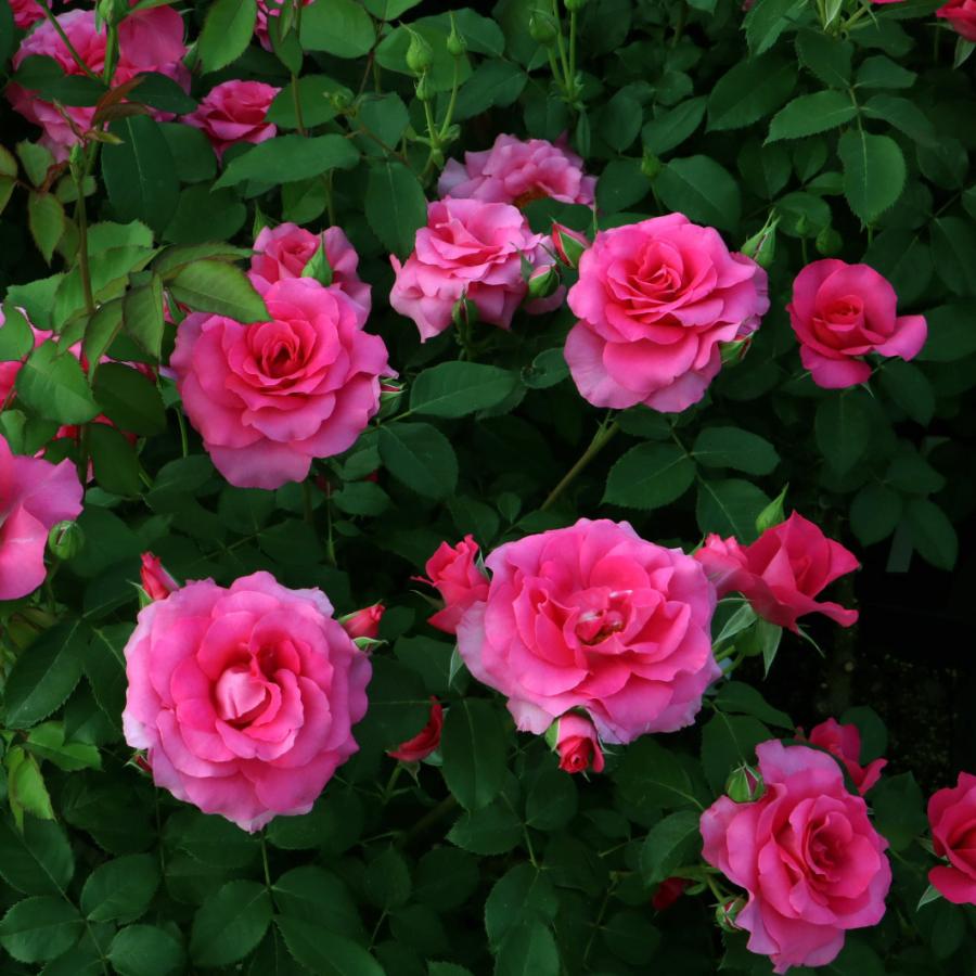 バラ苗 予約新苗 2026 ローズ うらら Urara 国産ノイバラ台木使用