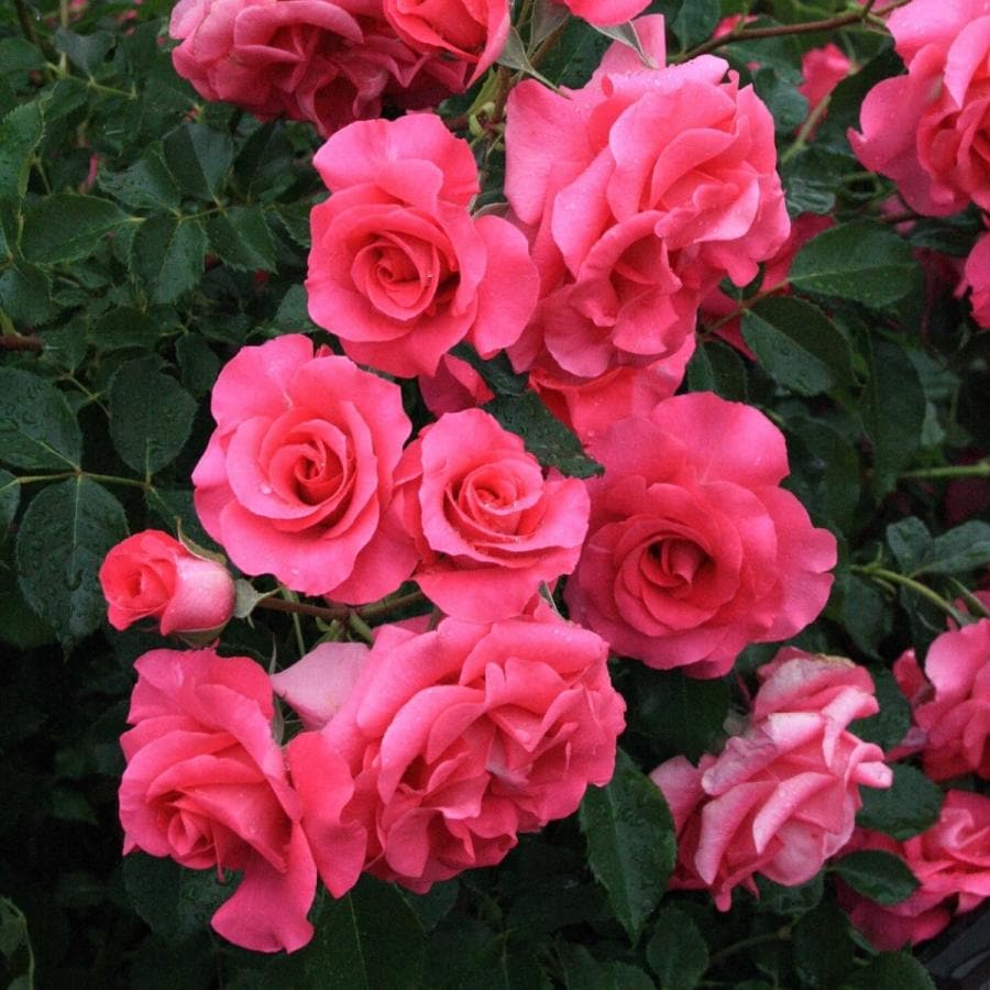 バラ苗 予約新苗 2026 ローズ うらら Urara 国産ノイバラ台木使用