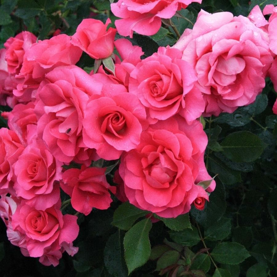 バラ苗 予約新苗 2026 ローズ うらら Urara 国産ノイバラ台木使用