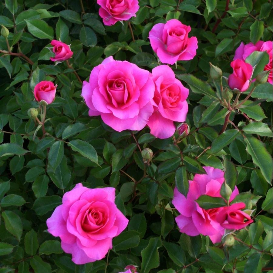 今関アキラコ、【薔薇】 バラ苗 予約新苗 2026 ローズ うらら Urara 国産ノイバラ台木使用