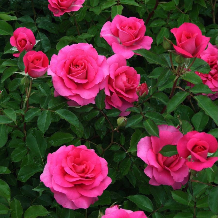 バラ苗 予約新苗 2026 ローズ うらら Urara 国産ノイバラ台木使用