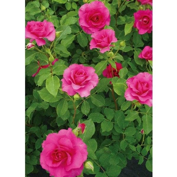 バラ苗 予約新苗 2026 ローズ うらら Urara 国産ノイバラ台木使用