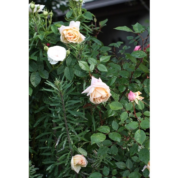 バラ苗 図鑑 香粉蓮 Xiang Fen Lian 国産ノイバラ台木使用 | 系統から