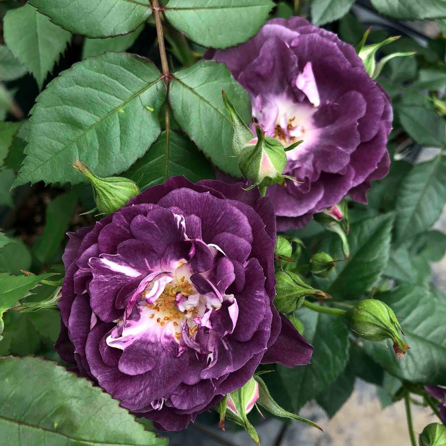 バラ苗 予約大苗 2026 リナルド Rinaldo 国産ノイバラ台木使用 | 予約