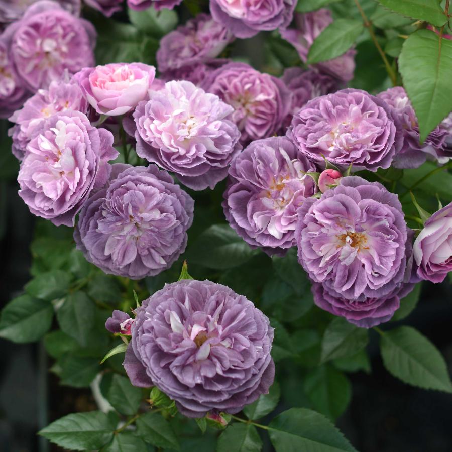 バラ苗 予約大苗 2026 リナルド Rinaldo 国産ノイバラ台木使用 | 予約