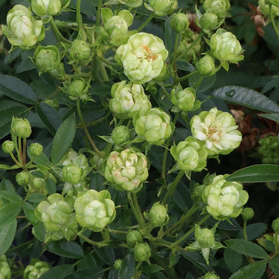 バラ苗 予約新苗 2026 エクレール Eclaire 国産ノイバラ台木使用