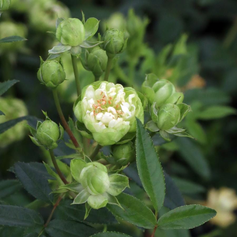 バラ苗 予約新苗 2026 エクレール Eclaire 国産ノイバラ台木使用