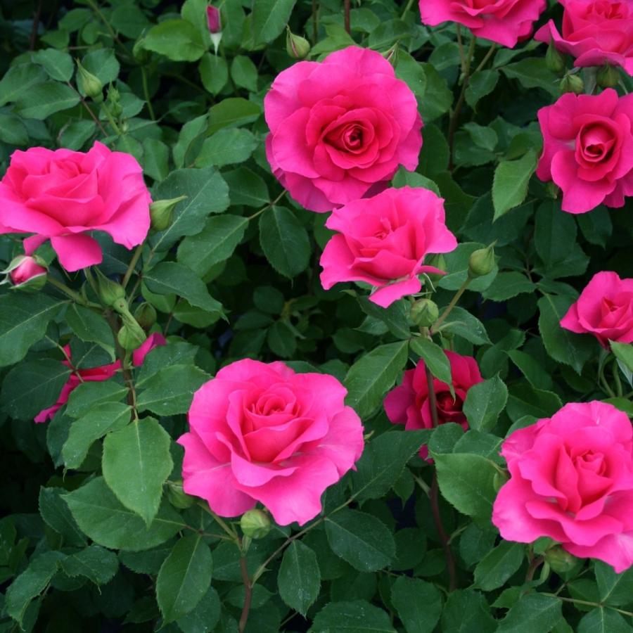 バラ苗 予約新苗 2026 つる ローズ うらら 国産ノイバラ台木使用