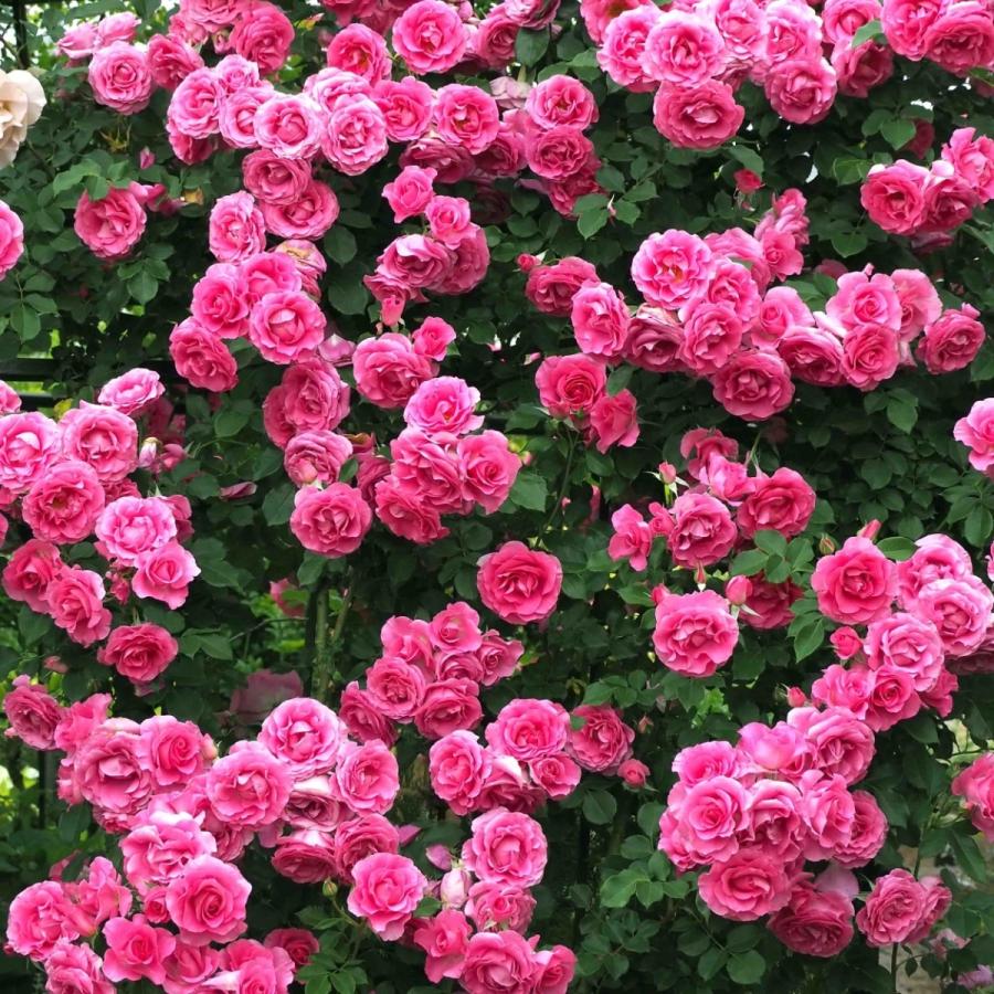 バラ苗 予約新苗 2026 つる ローズ うらら 国産ノイバラ台木使用