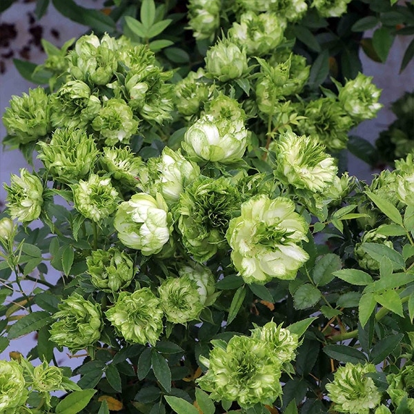 バラ苗 予約新苗 2026 オリエンタル エクレール Oriental Éclair 国産