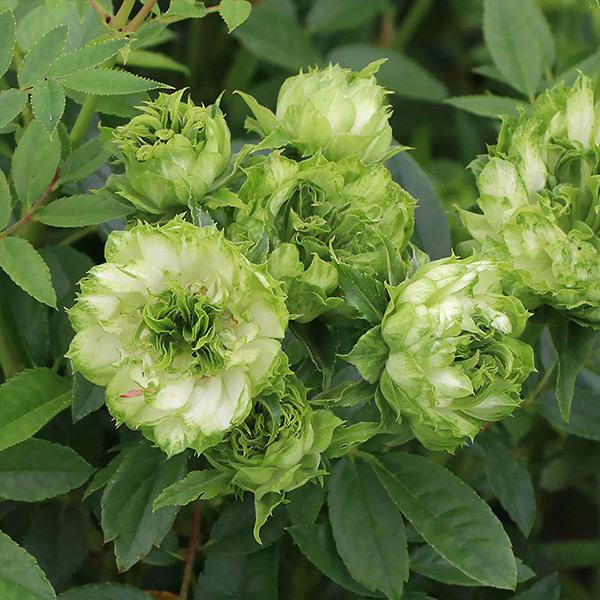 在庫写真 バラ売り可 予約苗 バラ苗 ザメイフラワー (大苗) シュラブ 半つる性 返り咲き 中