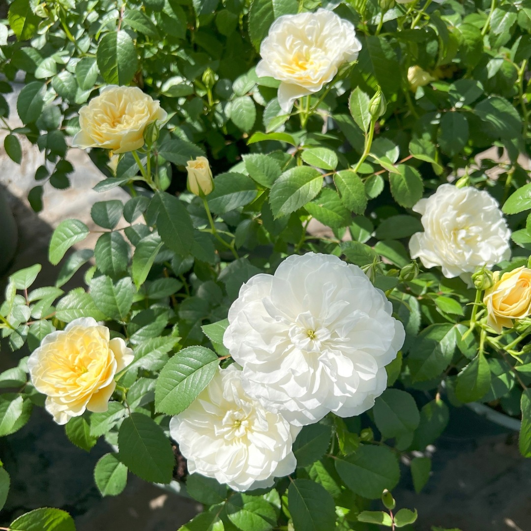 バラ苗 予約新苗 2026 エトワール ブラン Étoile blanc 国産ノイバラ台