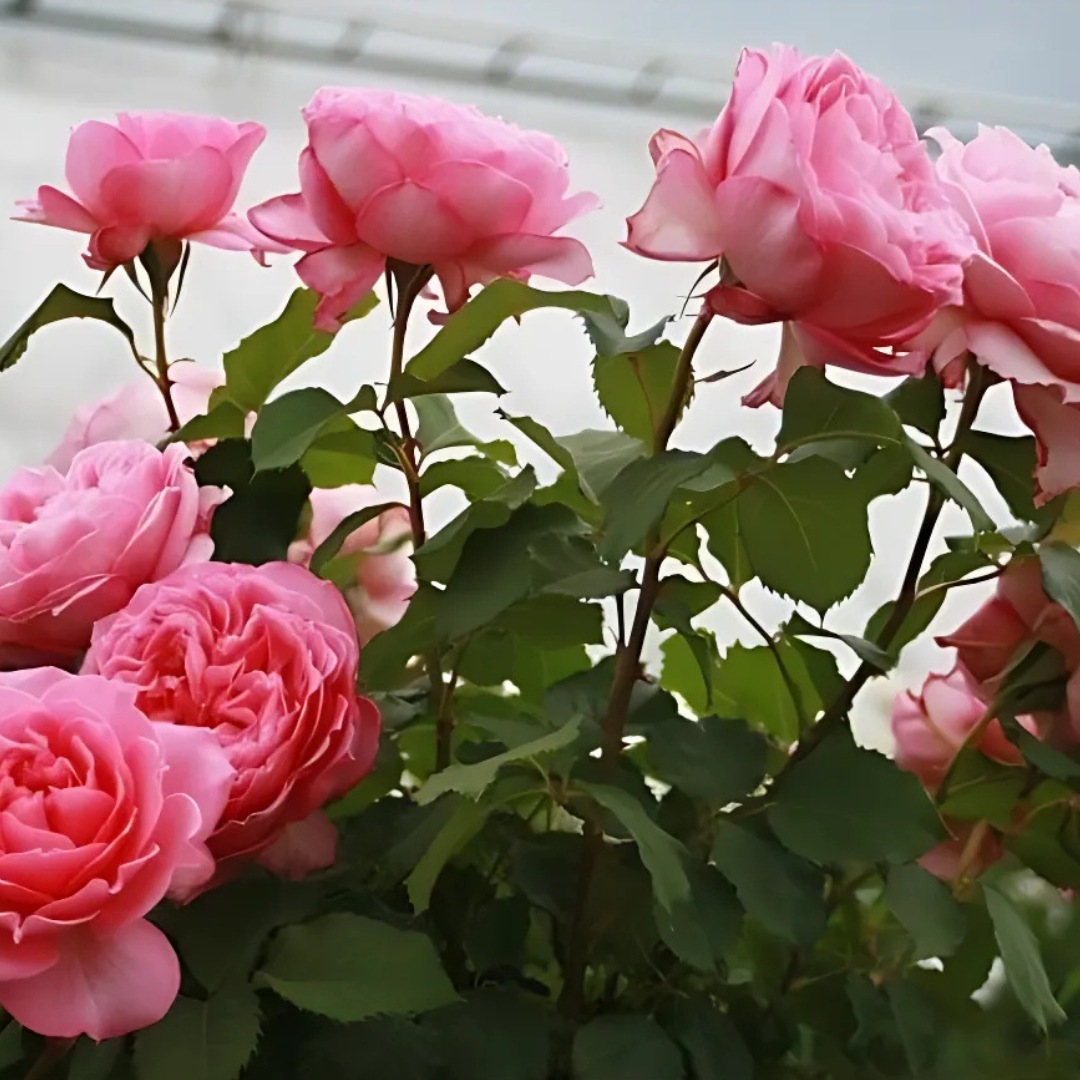 バラ苗 予約大苗 2026 ヒーリング Healing 国産ノイバラ台木使用