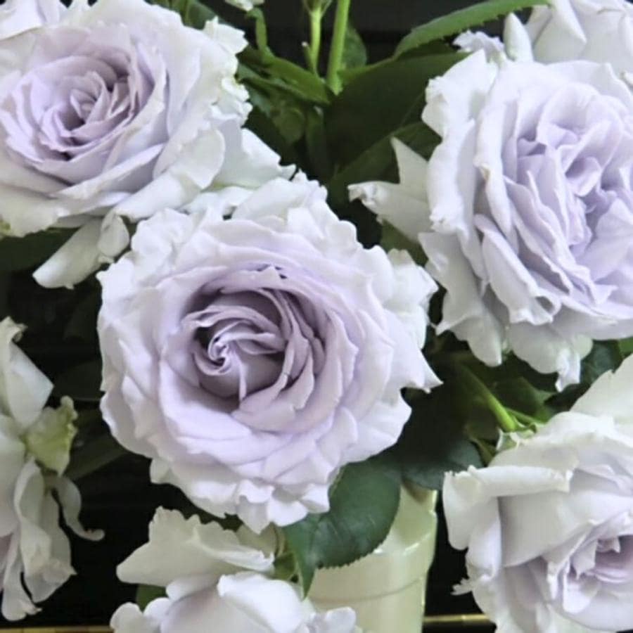 バラ苗 予約大苗 2026 亜欧 あお Ao 国産ノイバラ台木使用 | 予約大苗