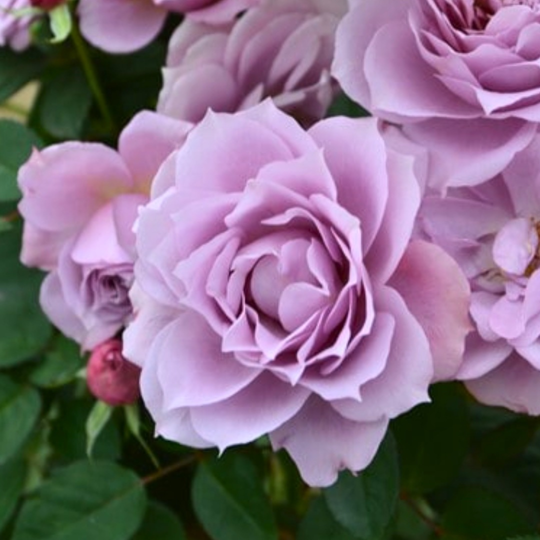 1_000000004623.jpg?1754975473