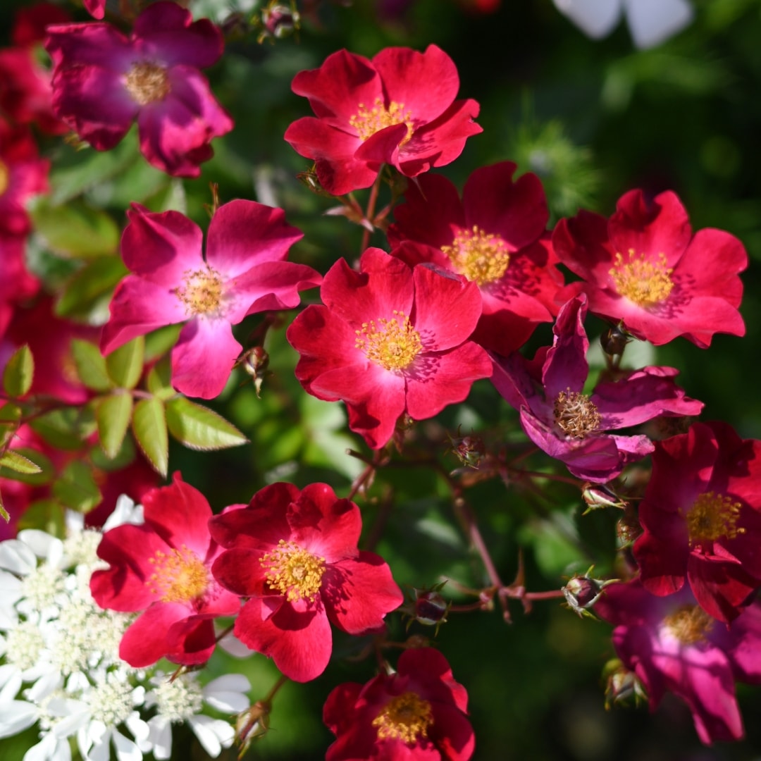 バラ苗 予約新苗 2026 カネット Canette 国産ノイバラ台木使用 | 予約