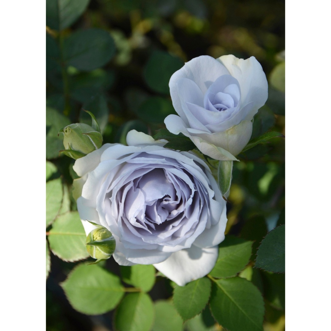 淡いブルー　くすみブルー　2色　薔薇　14個 バラ苗 予約大苗 2027 ポルト ブルー Porte Bleue 国産ノイバラ台木