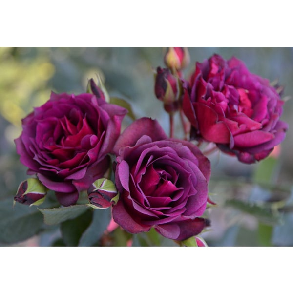 バラ苗 図鑑 ライラ Laylah 国産ノイバラ台木使用 | ブランドから探す