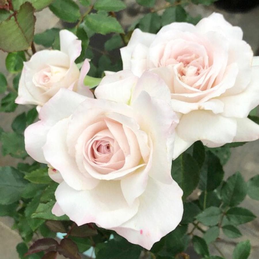 バラ苗(入手困難希少品種) 超激レア種 接ぎ木大苗 バラ苗(入手困難廃盤種) 超激レア種 接ぎ木大苗