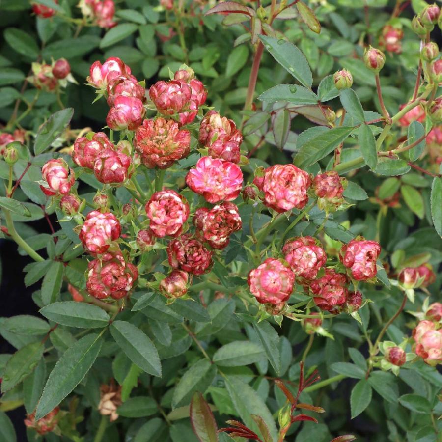 バラ苗 予約新苗 2026 ラディッシュ Radish 国産ノイバラ台木使用