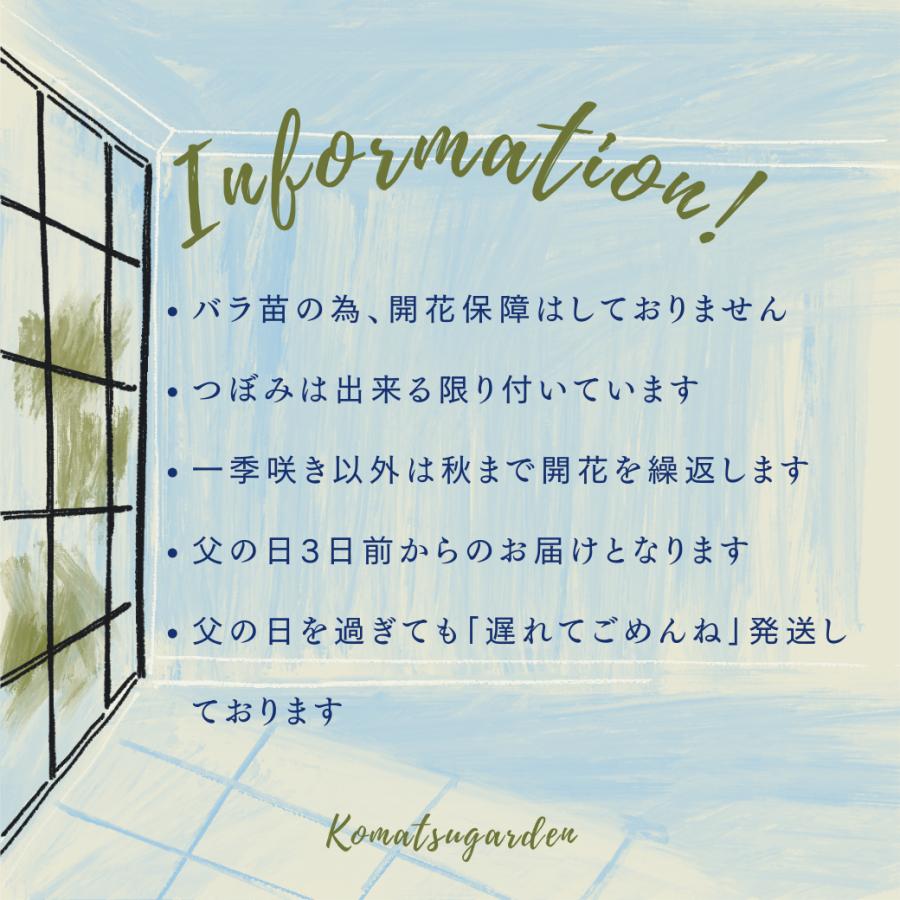 父の日 鉢植え バラ苗 6号鉢 2025 クロッシェ Crochet 国産 父の日 鉢植え バラ苗 6号鉢 2025 クロッシェ Crochet 国産