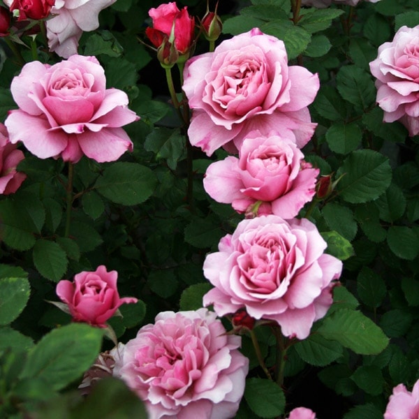 バラ苗 予約大苗 2026 プラム グレイ Plum Gray 国産ノイバラ台木使用